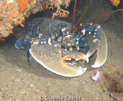 Homarus gammarus Tuscany Lobster by Claudio Sgarbi 